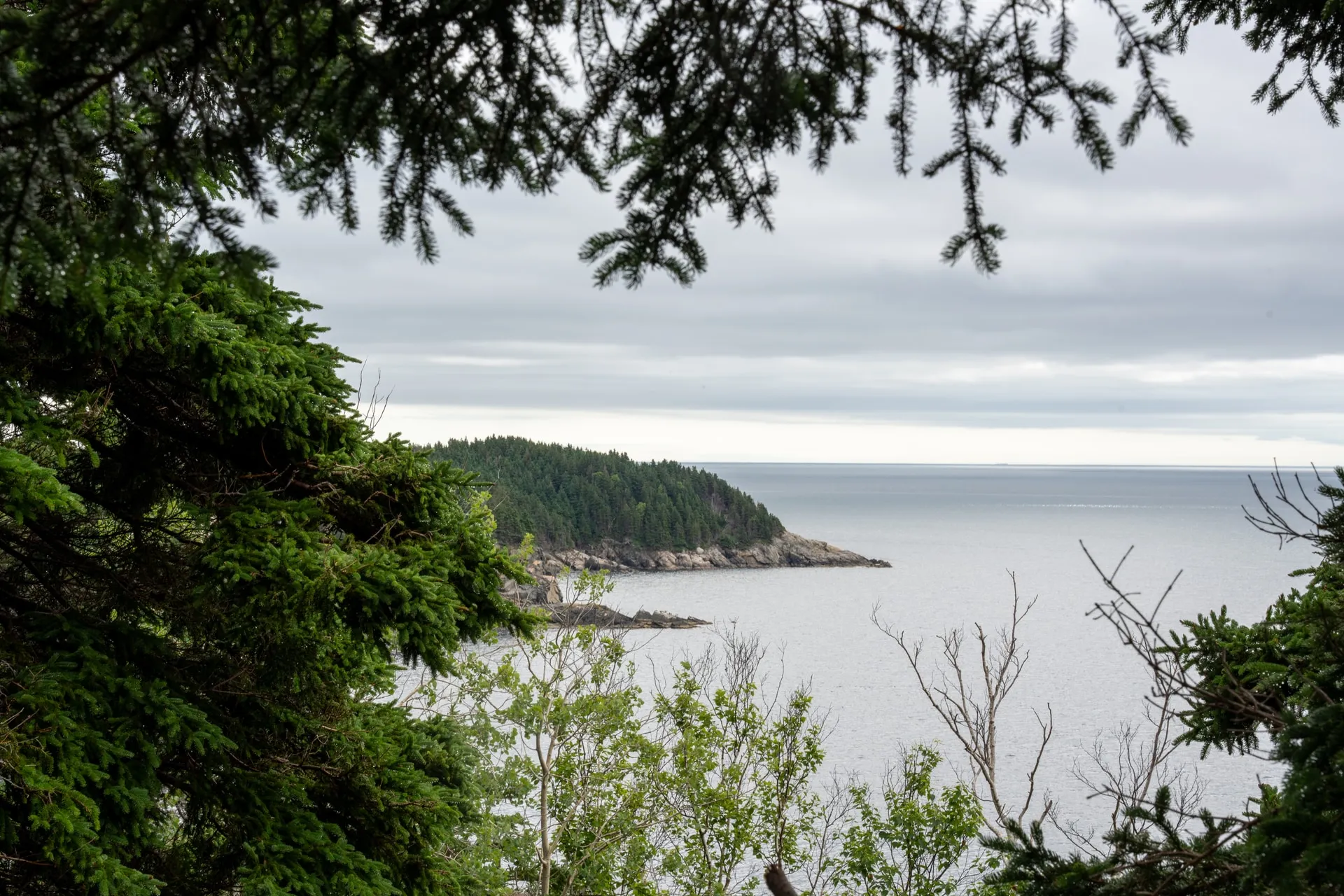 Spruce branches framing a forested point and the open Atlantic under a cloudy sky.