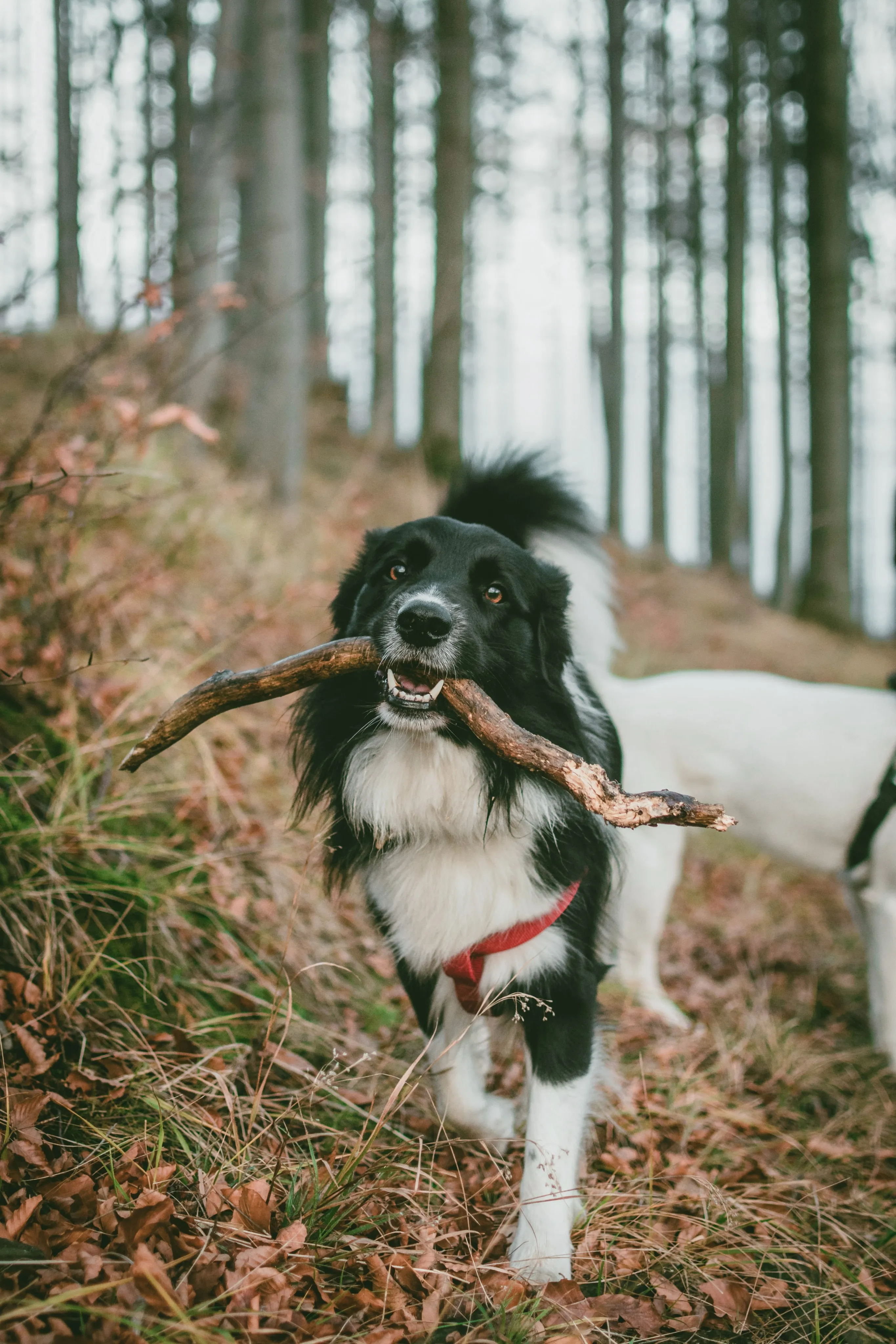 A black and white dog carrying a stick through an autumn forest.